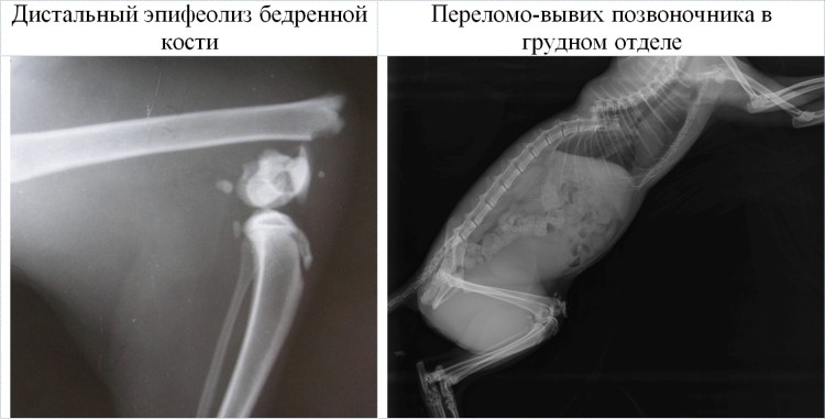 Скоттиш-фолд у ветеринара