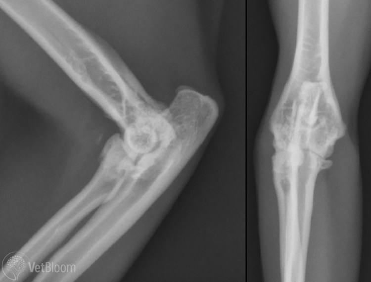 Британская кошка вислоухая голубая