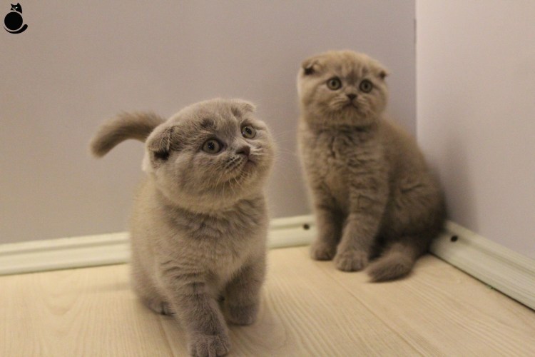 Шотландская вислоухая кошка с детьми