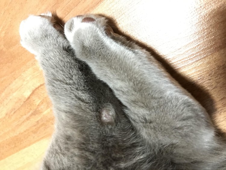 Скакательный сустав у собак рентген