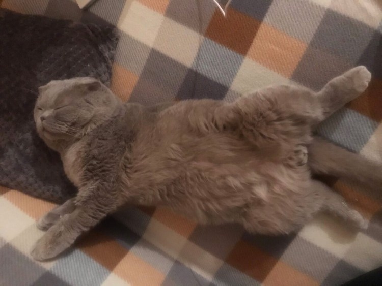 Остеохондродисплазия шотландских вислоухих кошек