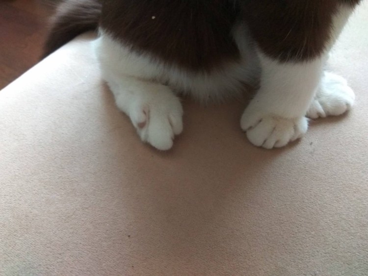 Котик и киски