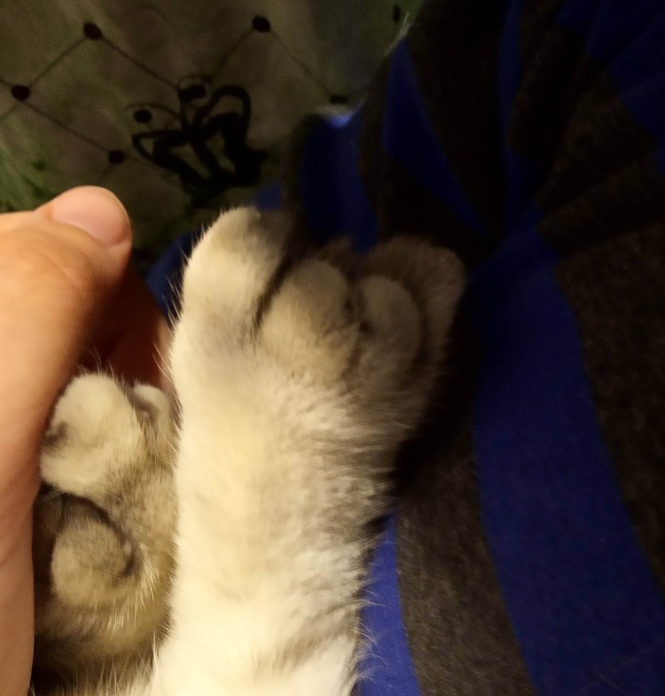 Дисплазия тазобедренных суставов мкб