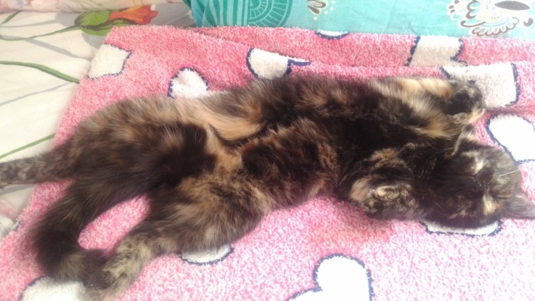 Остеохондродисплазия шотландских кошек