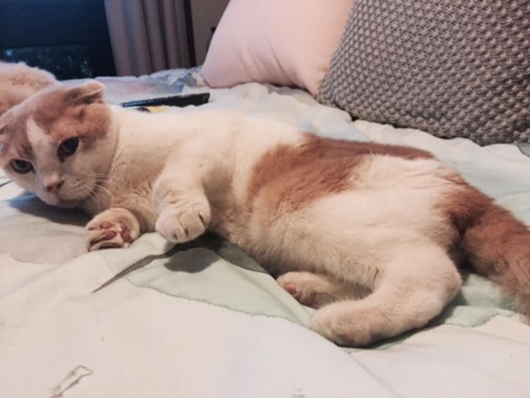 Беременная Шотландская вислоухая кошка