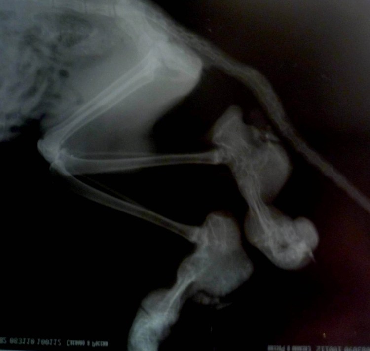 Лапы шотландской вислоухой