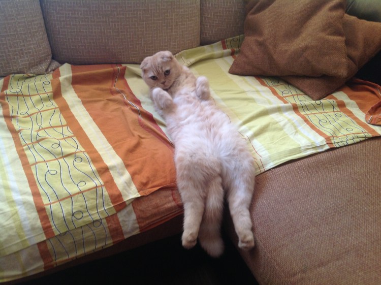 Шотландцы спят