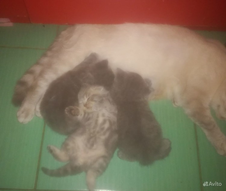 Хондродисплазия шотландских вислоухих кошек