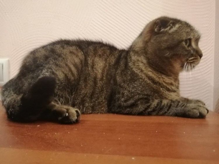 Дисплазия бедра у кошек