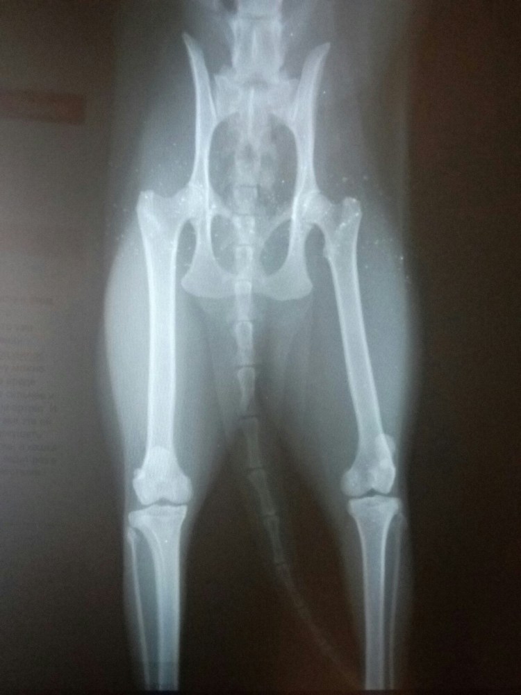 ОХД У шотландских кошек