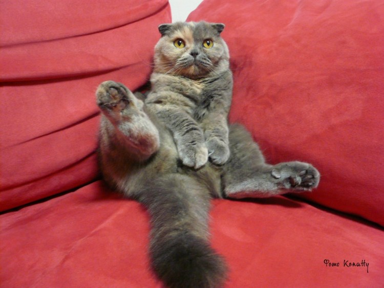 Вакуум феномен тазобедренного сустава