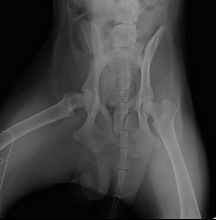 Шотландский кот лежит