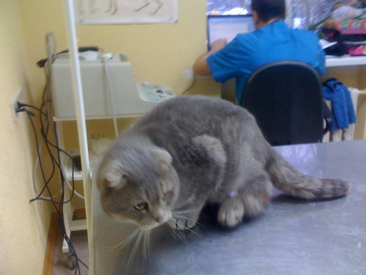 Индекс дистракции ТБС У собак