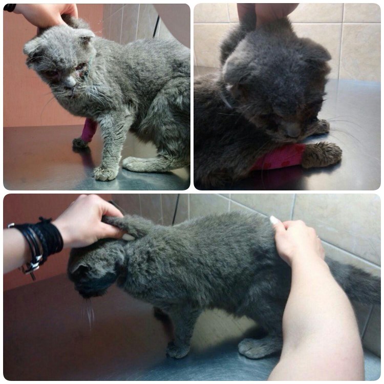 Остеохондродисплазия у кошек рентген