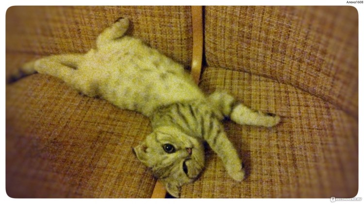 Шотландская вислоухая сильно линяет