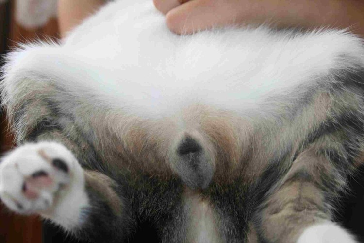 Артрит локтевого сустава у собак