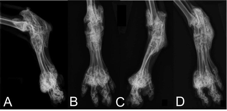 Остеохондродисплазия шотландских вислоухих кошек