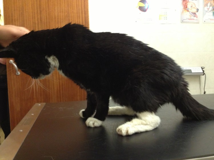 Вывих тазобедренного сустава у кота рентген