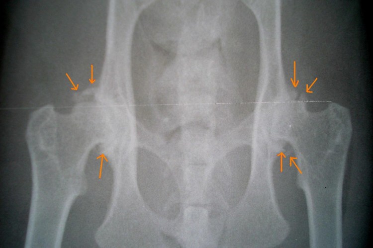Шотландский вислоухий кот характеристика
