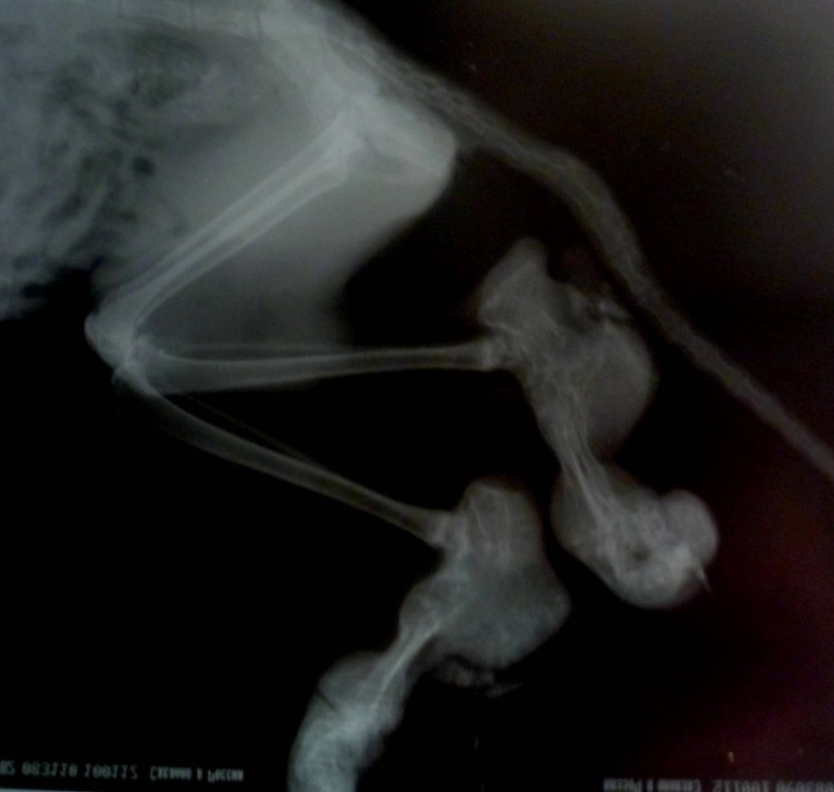 Остеохондродистрофия шотландских вислоухих кошек