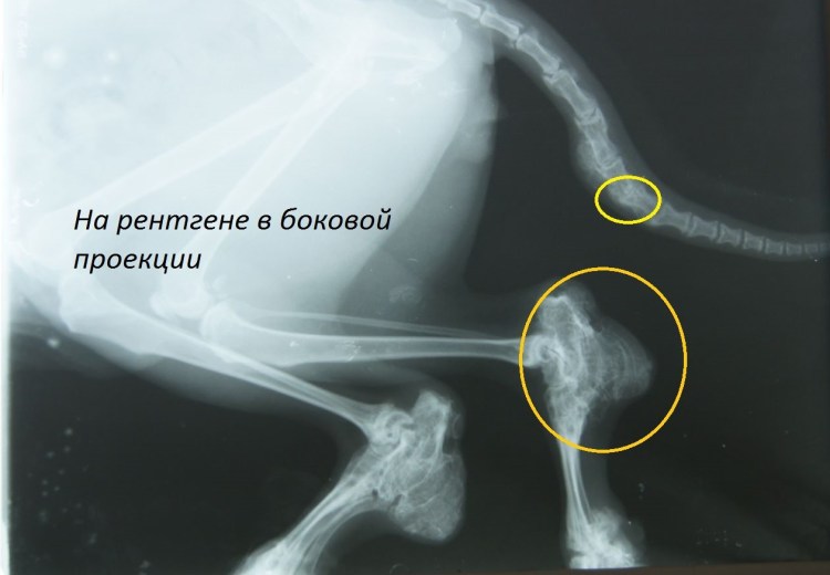 Остеохондродисплазия у кошек рентген