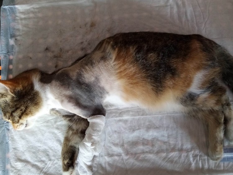 Остеохондродисплазия шотландских вислоухих кошек