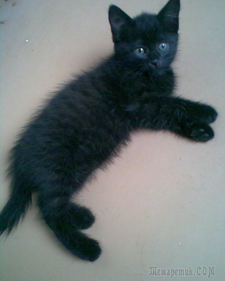 Скоттиш страйт черный