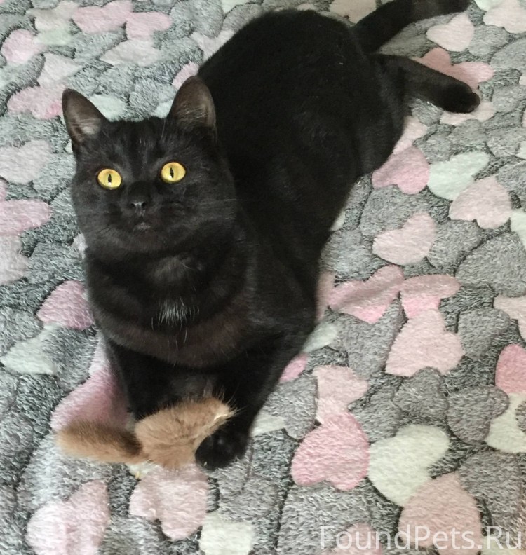 Шотландская кошка черная с серым подшерстком