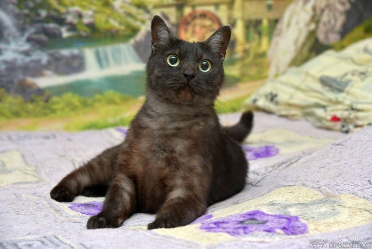 Бомбейские котята 1 месяц