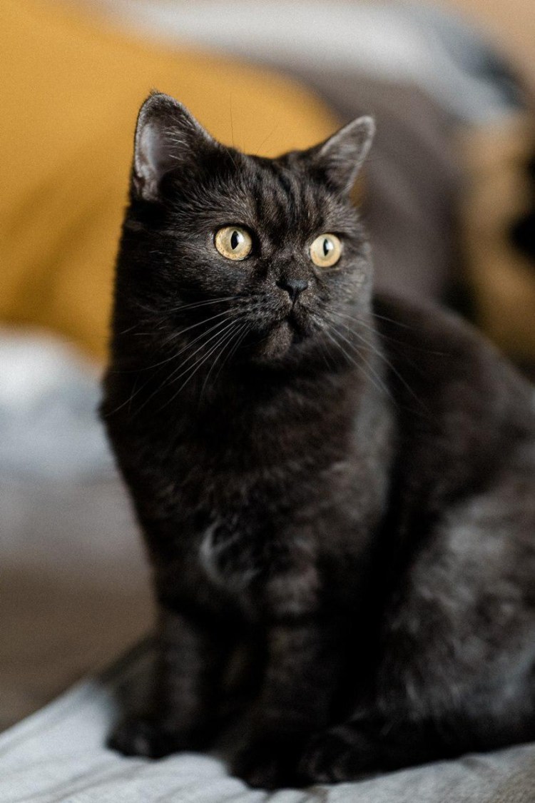 Киев черные котики 5 мес