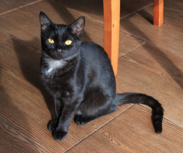 Черная кошка с белым подшерстком порода