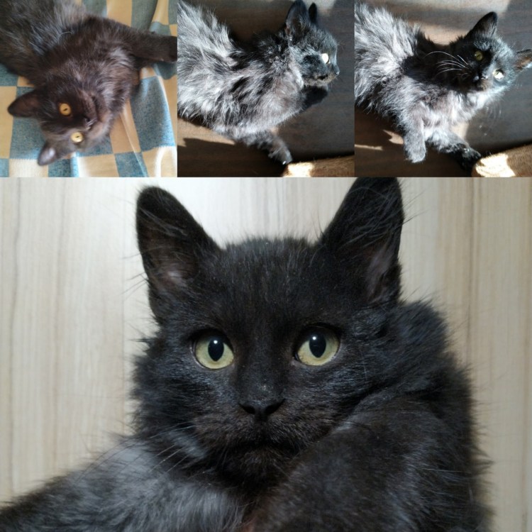 Американский бобтейл черный