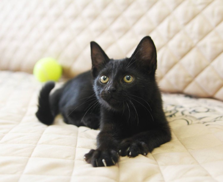 Азиатская табби кошка