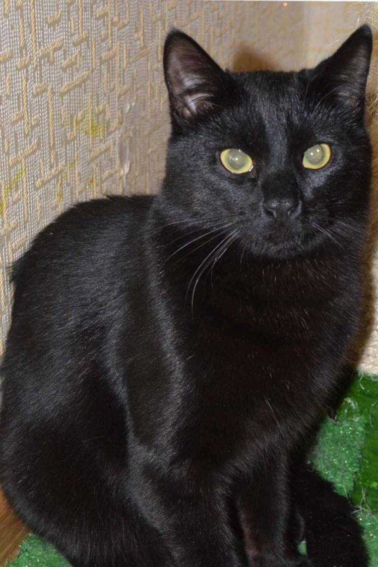 Черный кот с белым подшерстком