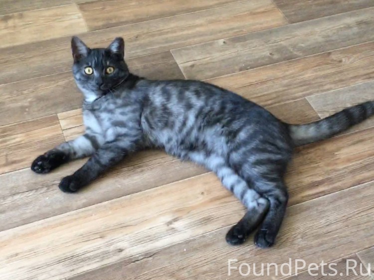 Кот с белым подшерстком