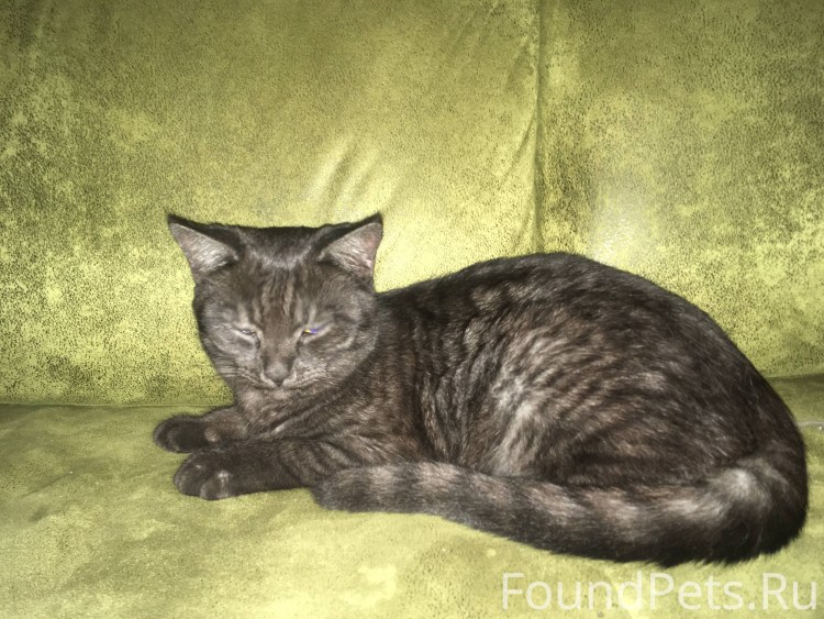 Кошки черного окраса