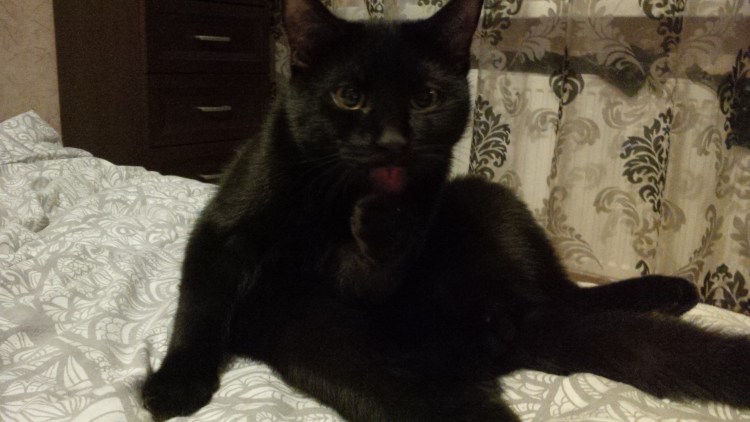 Дымчатый кот с белым подшерстком