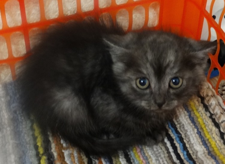 Черный котенок с серым подшерстком