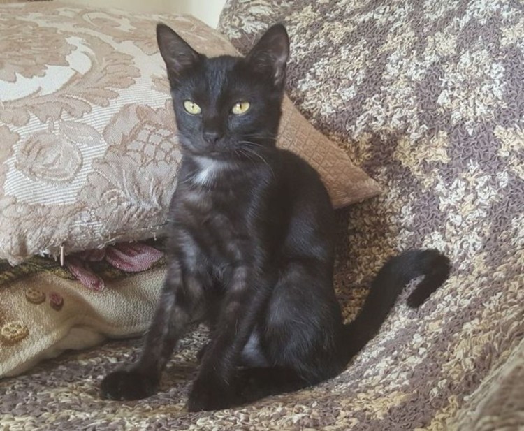 Британская кошка с белым подшерстком