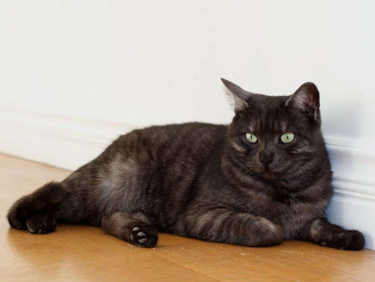 Турецкая ангорская кошка черная