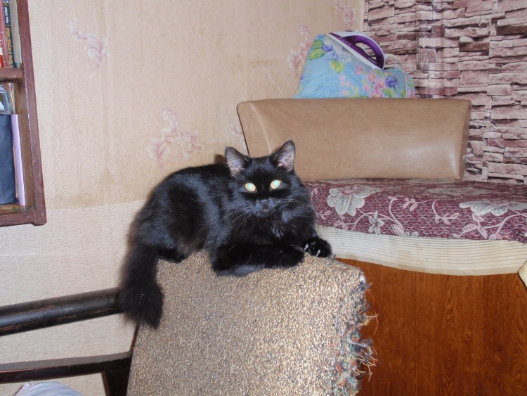 Турецкая ангорская кошка черная