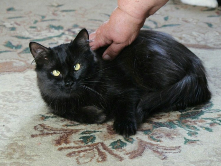 Котята черные с подшерстком