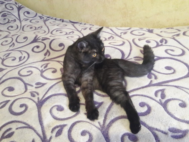 Азиатский табби дымчатый