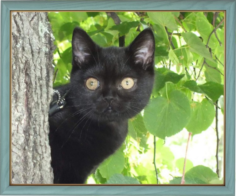 Черно-белый кот с серым подшерстком