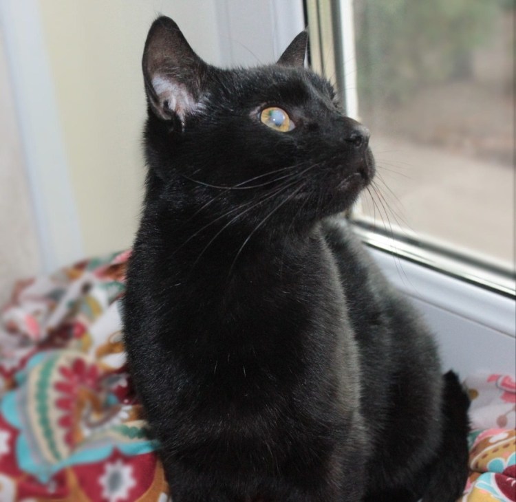 Кот чёрного окраса с синтм отливом