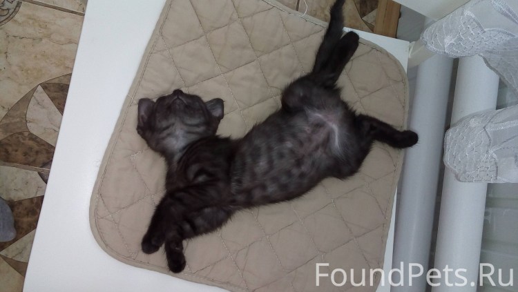 Кингисепп черный кот