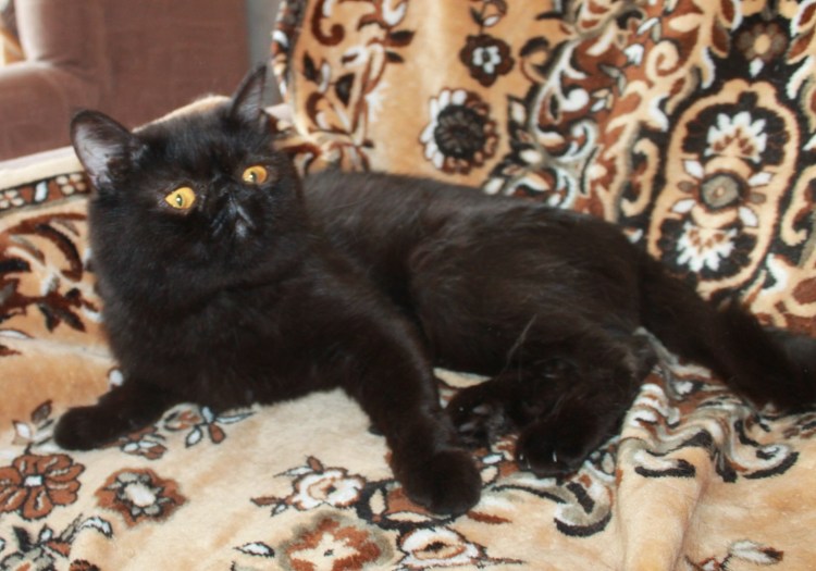 Маленькие чёрные пушистые котята