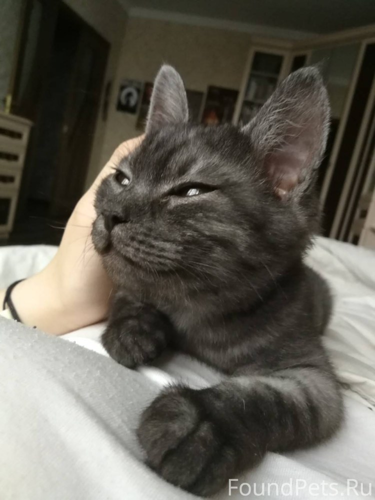 Сибирский кот черный метис