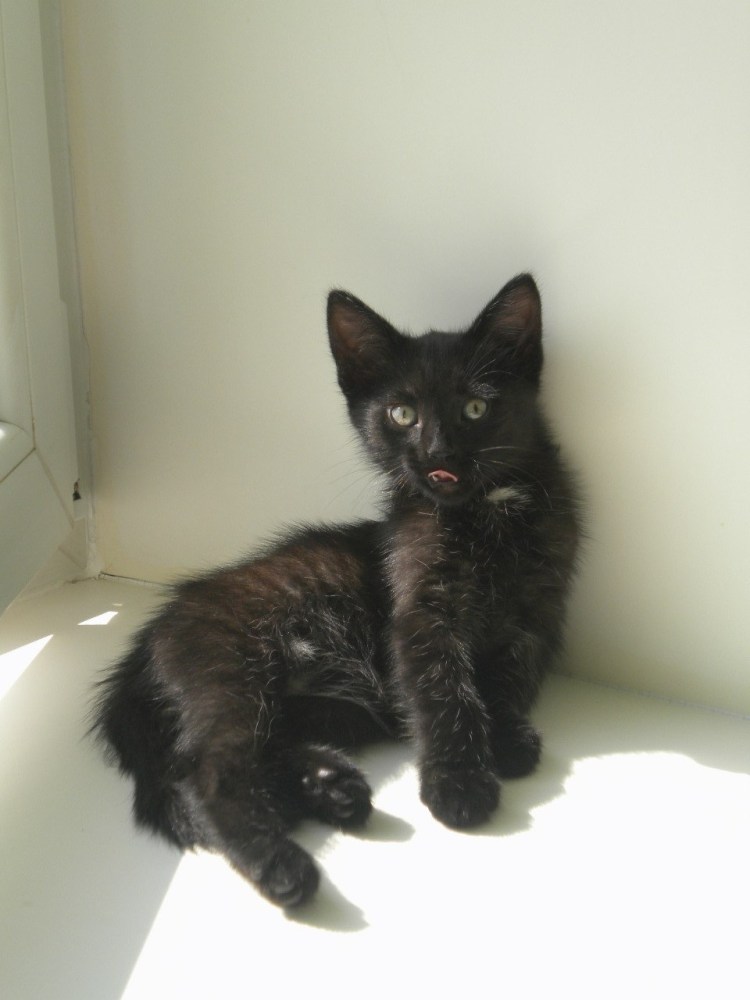 Бирма черная с белым подшерстком