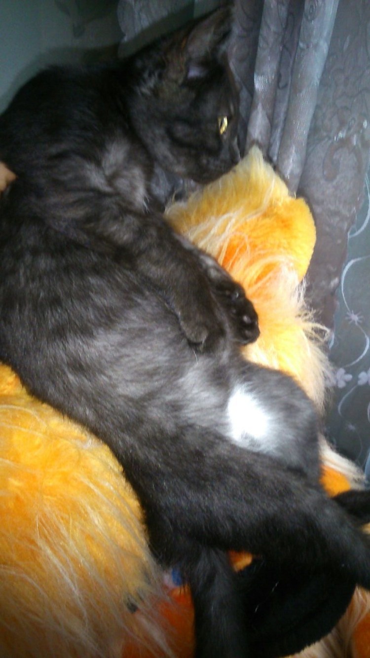 Азиатский табби дымчатый